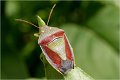 4 - piezodorus lituratus - MILAN Jean-Jacques - france